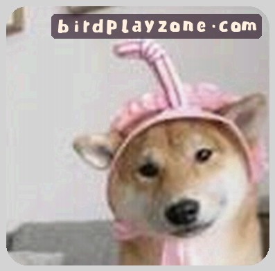 孙婷